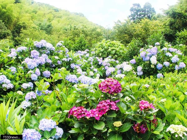 繡球花絕美景觀，花海控快來打卡拍照。（圖：北市大地處提供）