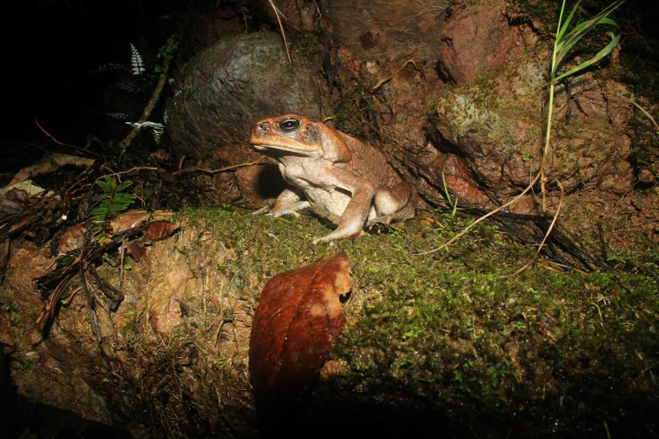 <span class="caption">Cane toads need water to breed and rehydrate.</span> <span class="attribution"><span class="source">Shutterstock</span></span>