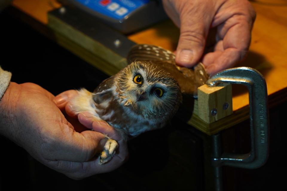 A northern saw-whet owl is measured by licensed bander Dale Matheson of Amherst. The bird was weighed, measured, aged, banded and released.