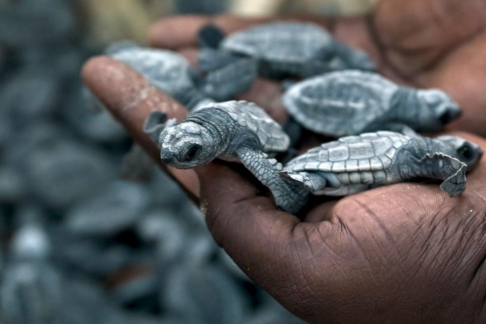 Smaller turtles have a different lifespan than the record-breaking tortoises seen in the wild.
