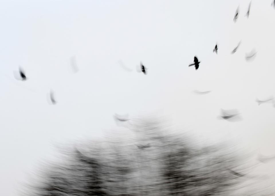 Shown using a slow shutter speed, birds attempt to fly during a high wind warning, Sunday, Feb. 26, 2023. Gusts are up to 75 mph, according to the National Weather Service.