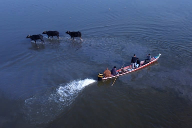 Des fermiers irakiens dépassent dans leur bateau des buffles dans les eaux des marais de Chibayich, en Irak le 23 janvier 2023 (AFP - Asaad NIAZI)