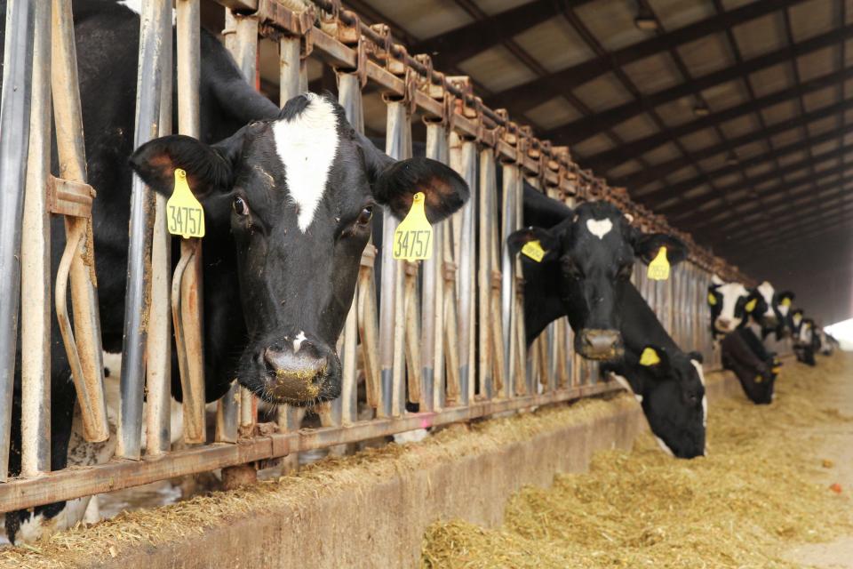 row of cows sticking their heads through metal bars to eat hay feed