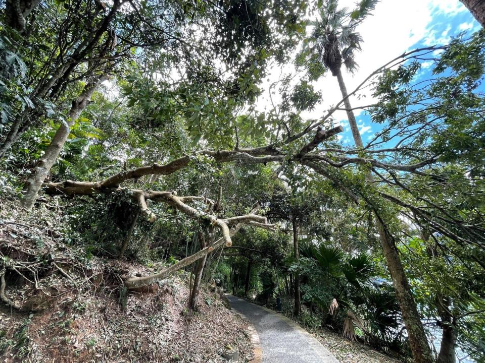 由於連日午後雷雨影響，日月潭涵碧步道上的台灣紅豆樹倒塌。   圖：擷取自日月潭國家風景區管理處臉書