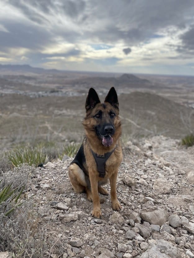 Sam, a german shepard, sitting down in front of a desert scene