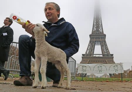 A shepherd bottle-feeds a young lamb in front of the Eiffel tower in Paris during a demonstration of shepherds against the protection of wolves in France November 27, 2014. REUTERS/Jacky Naegelen