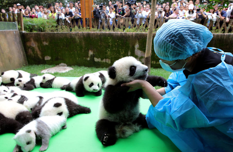 Giant pandas on display in Chengdu, China