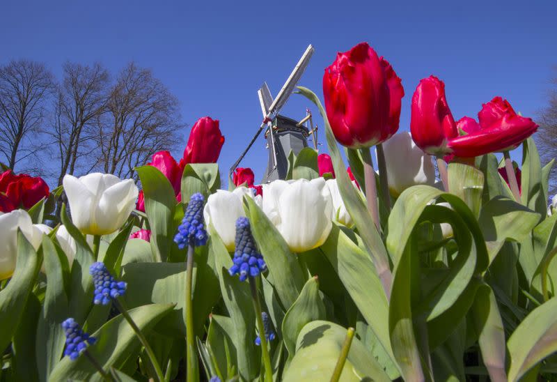 FILE PHOTO: A windmill is seen behind tulips at the Keukenhof park, also known as the Garden of Europe, in Lisse