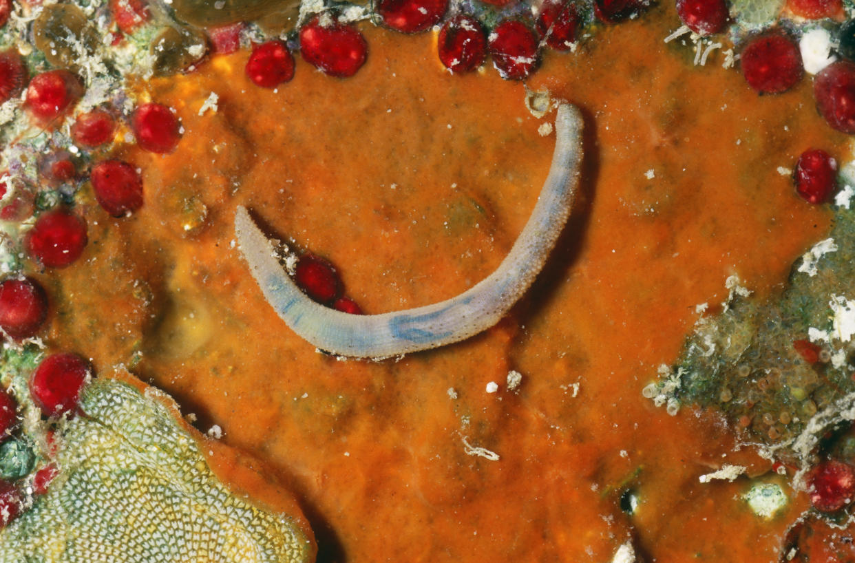 Peanut worm (Sipuncula or Sipunculida), a marine worm; Heron Island, Great Barrier Reef, Australia.