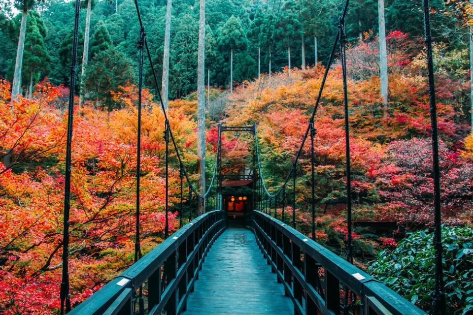 hanging bridge surrounded by red and gold leaves 