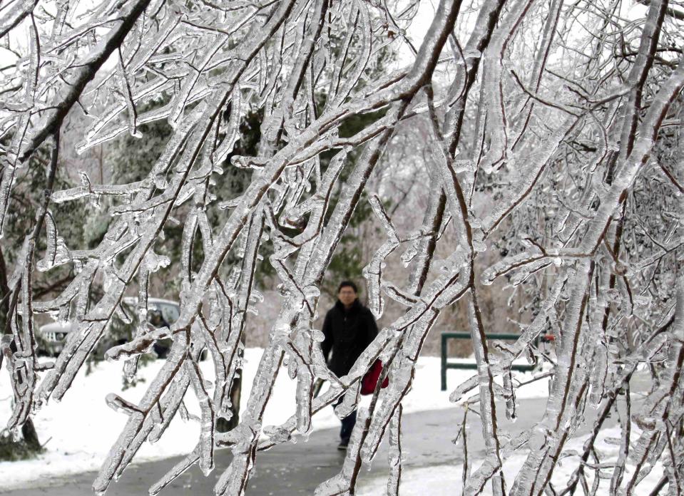 A man walks past ice encrusted trees in Earl Bales Park following an ice storm in Toronto