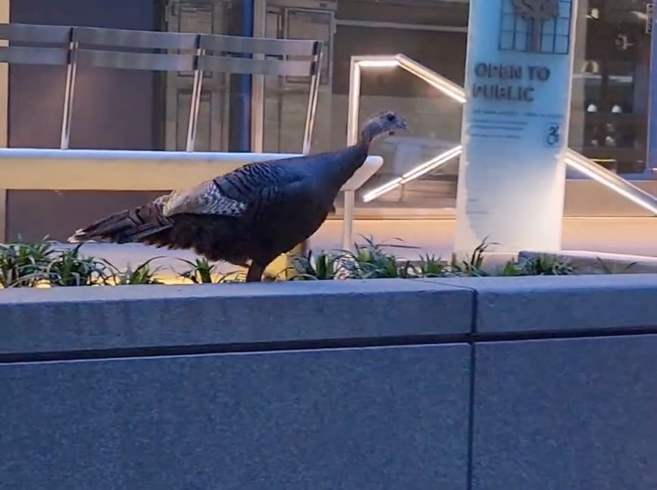 The bird took refuge on several planters in Midtown. Manhattan Bird Alert