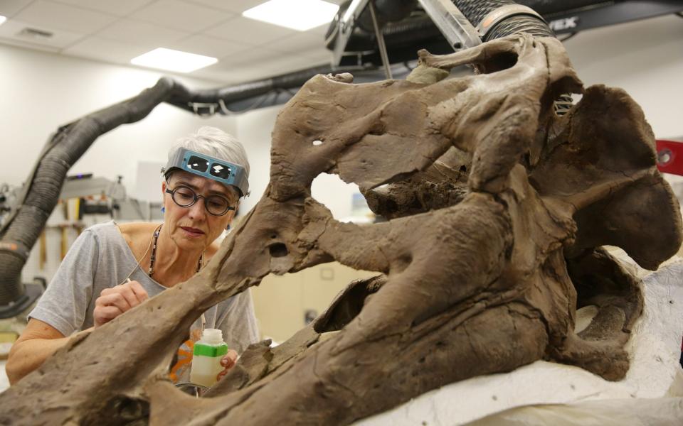 Volunteer fossil preparator Jean Primozich works on a Tyrannosaurus Rex skull in the paleontology lab at the new Burke Museum - Getty