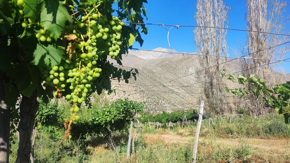 Chilean pisco seeks to convert its vineyards into Unesco heritage