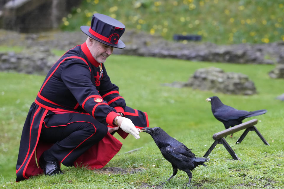 Barney Chandler, newly appointed ravenmaster feeds one of the ravens at The Tower of London in London, Thursday, Feb. 29, 2024. If legend is to be believed, Barney Chandler has just got the most important job in England. Chandler is the newly appointed ravenmaster at the Tower of London. He's responsible for looking after the feathered protectors of the 1,000-year-old fortress. (AP Photo/Kirsty Wigglesworth)