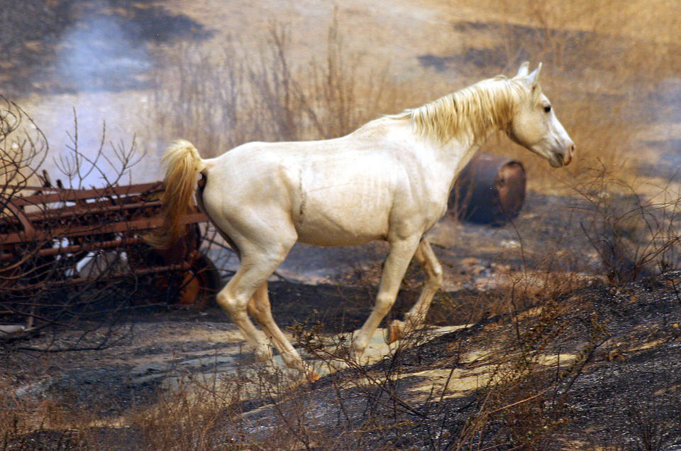 A horse runs free in the burned out fire area on Woolsey Cyn Rd in the West Hills area of Los Angeles September 29, 2005. More than 16,000 acres have burned and hundreds of people have been evacuated as more than 3,000 firefighters battle the wind-whipped blaze. REUTERS/Gene Blevins