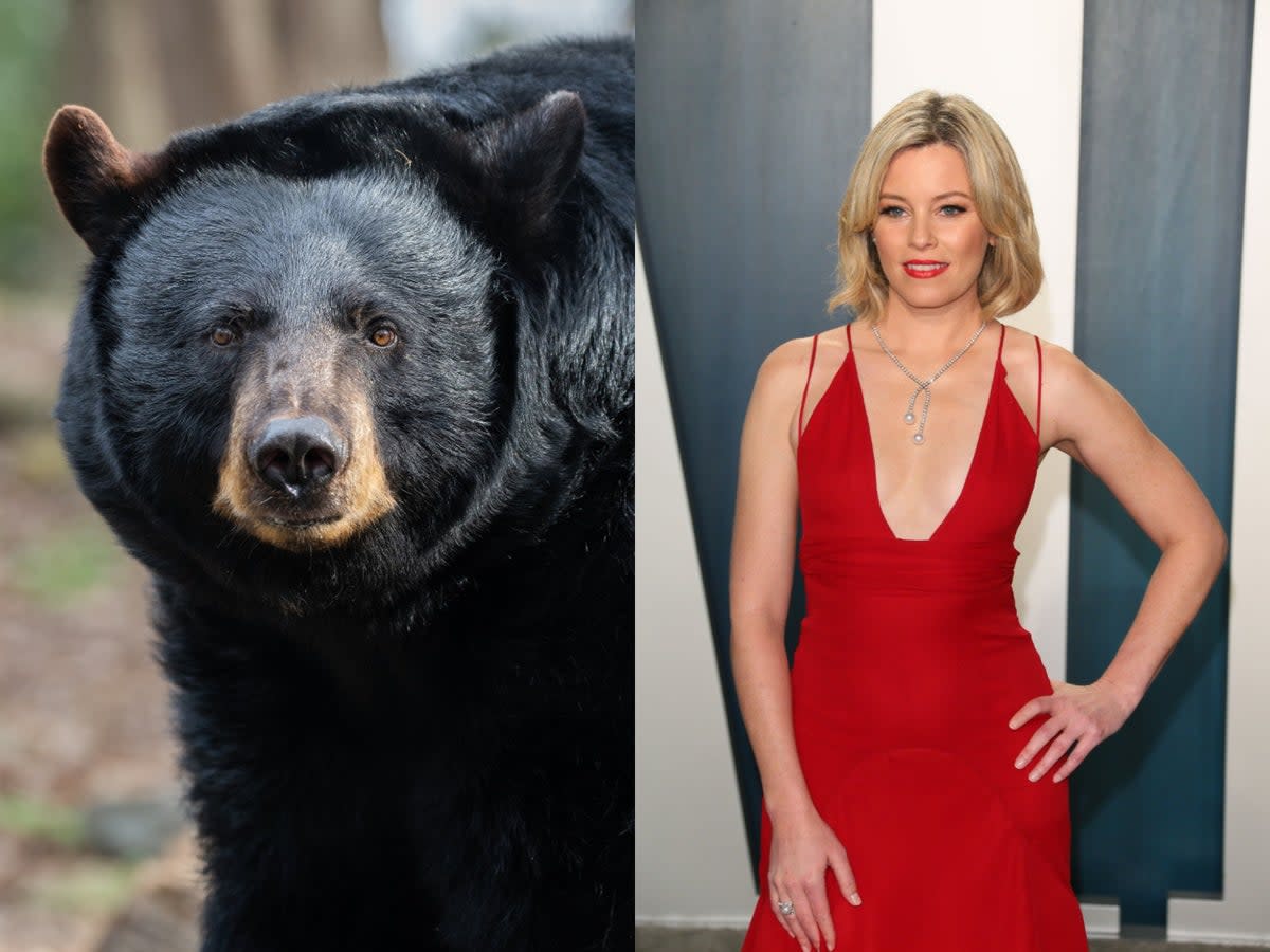 True story of infamous bear who consumed duffel bag of cocaine to get Hollywood treatment (Getty/iStock)