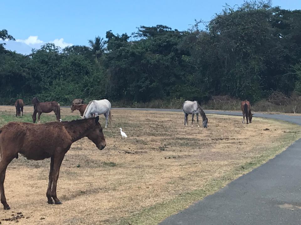 A group of wild horses grazing on common land.