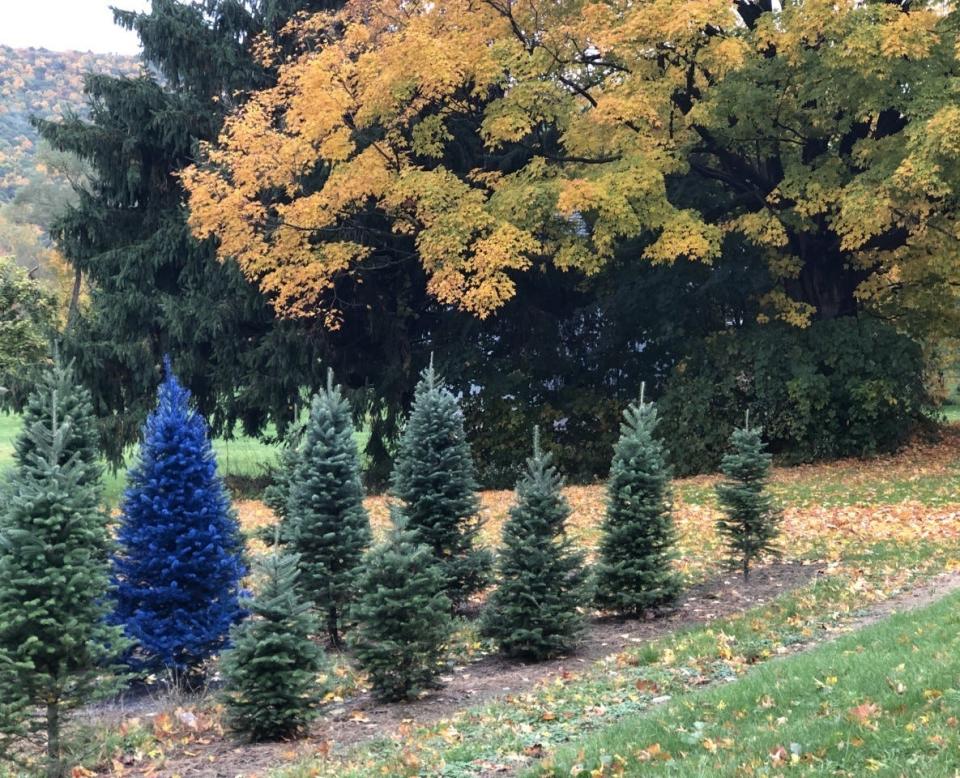 A blue tree at Hanggi's Tree Farm blends in well with the yellows, greens, reds and oranges of fall foliage in Naples.