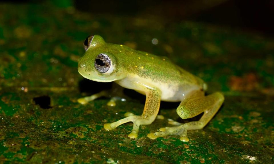 Photo shows Pijaos’ glassfrog or Nymphargus pijao.