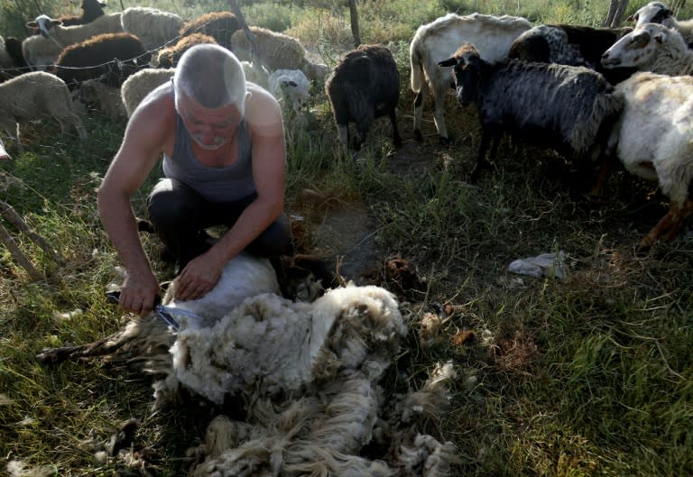 Un berger tond des moutons dans un enclos près de Vlora, le 12 juin 2024 en Albanie (ADNAN BECI)