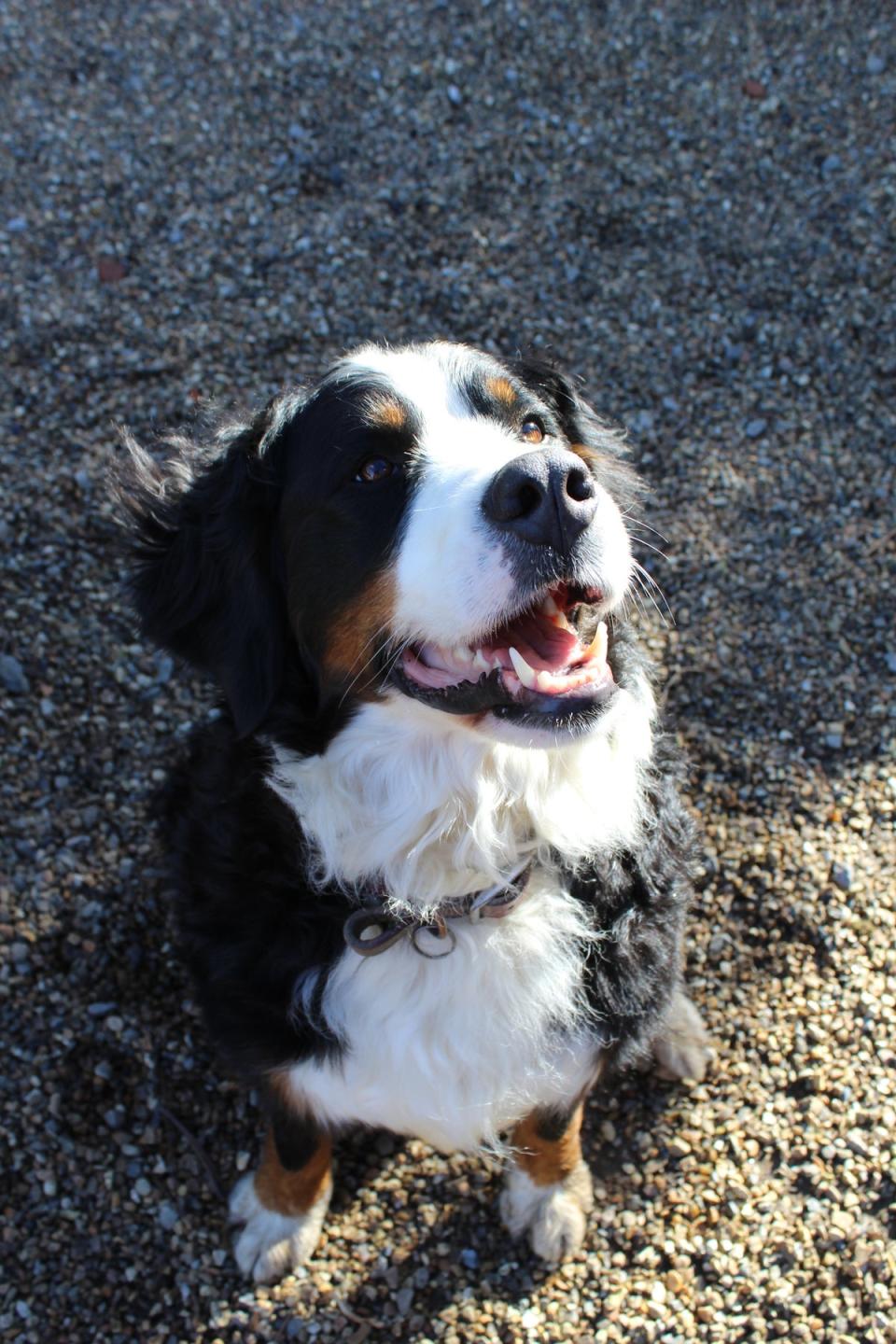 They live in the village with their baby and two Bernese mountain dogs (Handout)