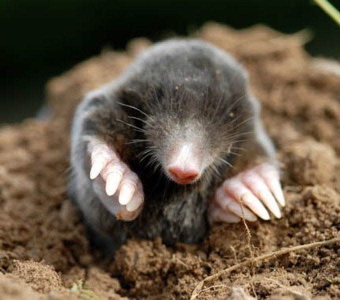 Earthworms and grubs are the meals of choice for eastern moles such as this one. Photo courtesy James McKendrick