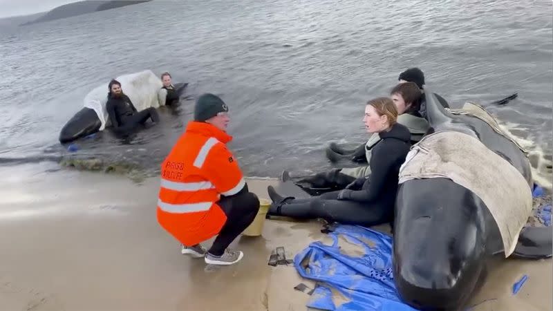 FILE PHOTO: Whale rescue efforts take place at Macquarie Heads in Tasmania