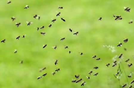 Bees fly near a thermosolar hive in Chrudim May 25, 2015. REUTERS/David W Cerny