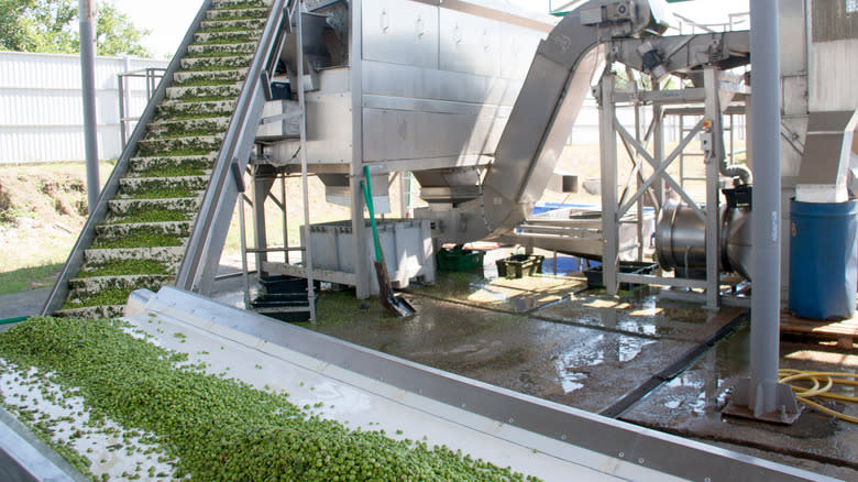 green beans on factory conveyor