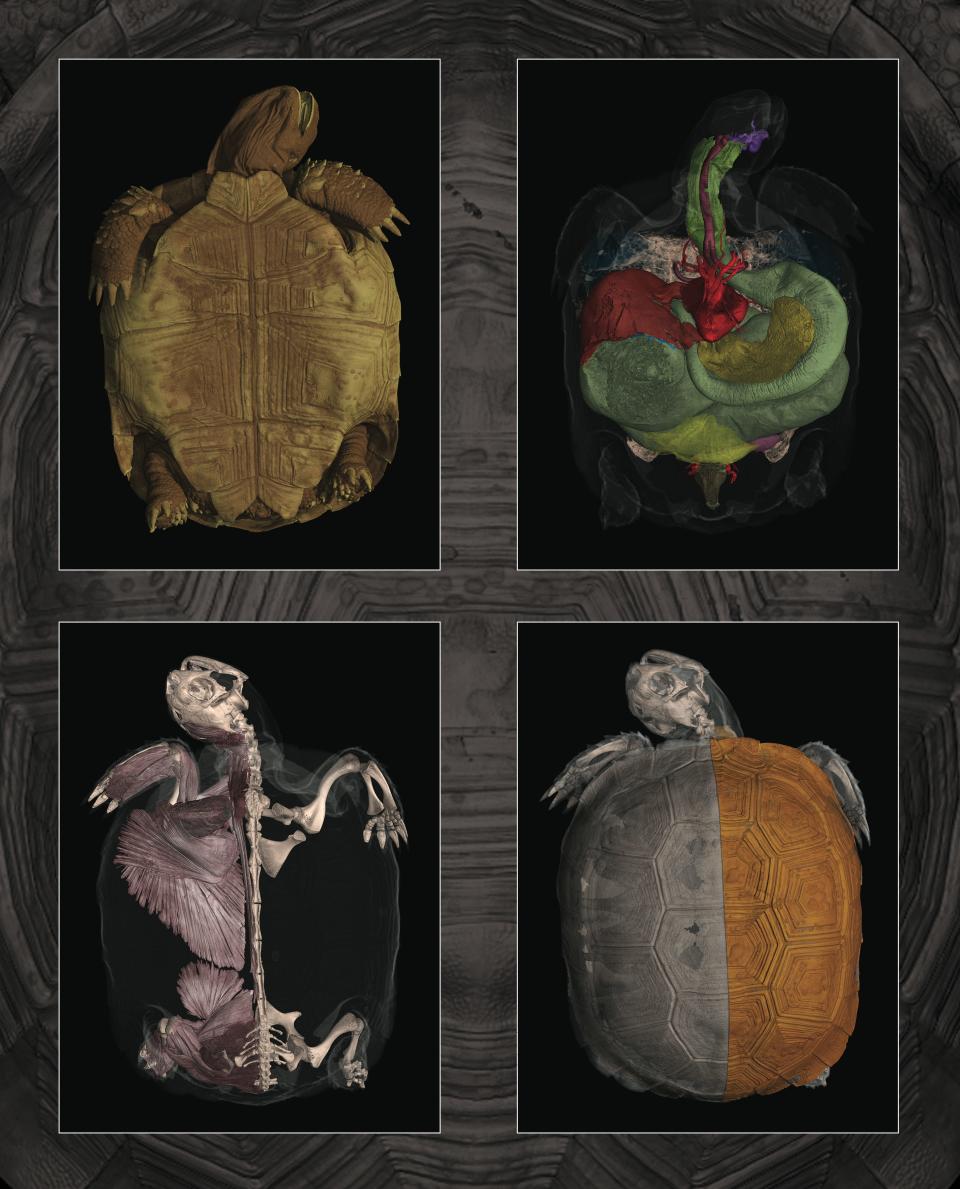 CT scan turtle