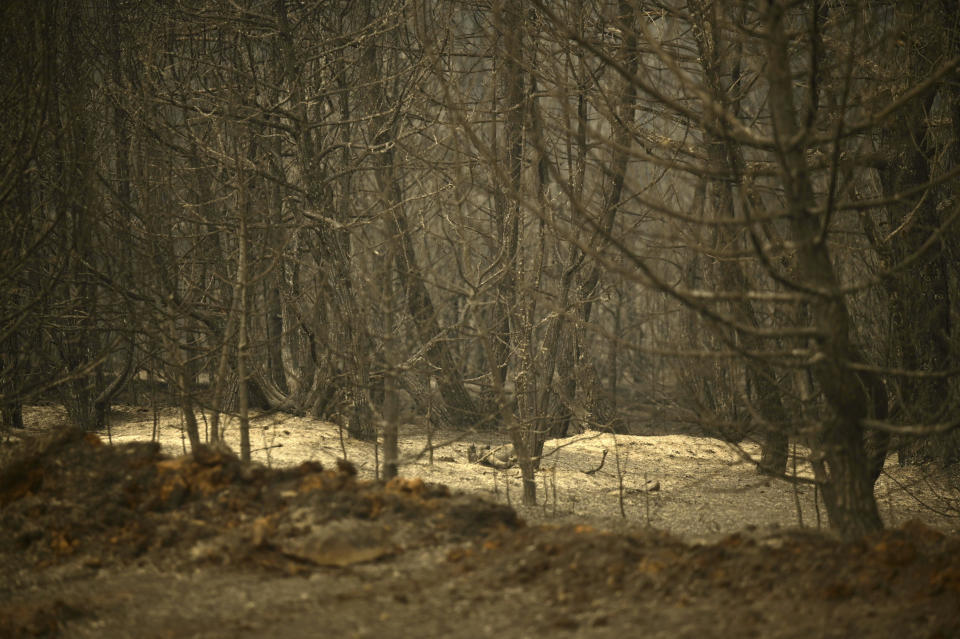 Burnt trees stand during a wildfire in Giannouli village, in the northeastern Evros region, Greece, Thursday, Aug. 31, 2023. Greek authorities have further reinforced firefighting forces in the country's northeast, where a massive blaze in its thirteenth day has flared up once more, triggering authorities to issue alerts to residents in the area to be on standby for possible evacuation. (e-evros.gr via AP)