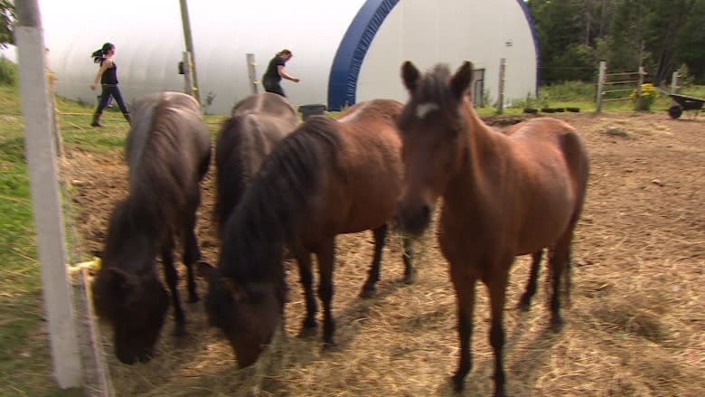 Newfoundland pony foster parent struggling with cost