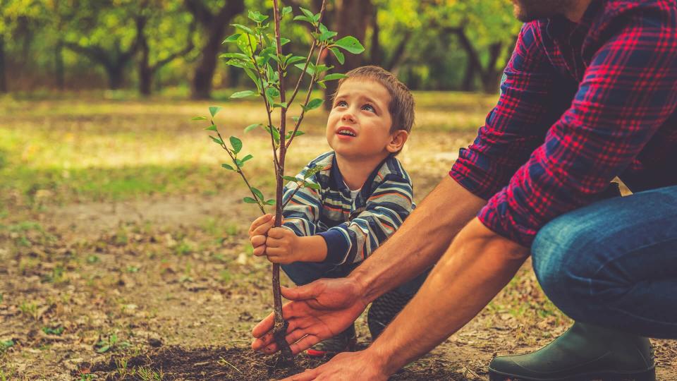 Curious little boy helping his father to plant the tree while working together in the garden.