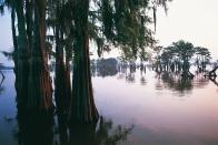 <p>Cypress trees grow in the middle of the Atchafalaya River basin in Louisiana. </p>