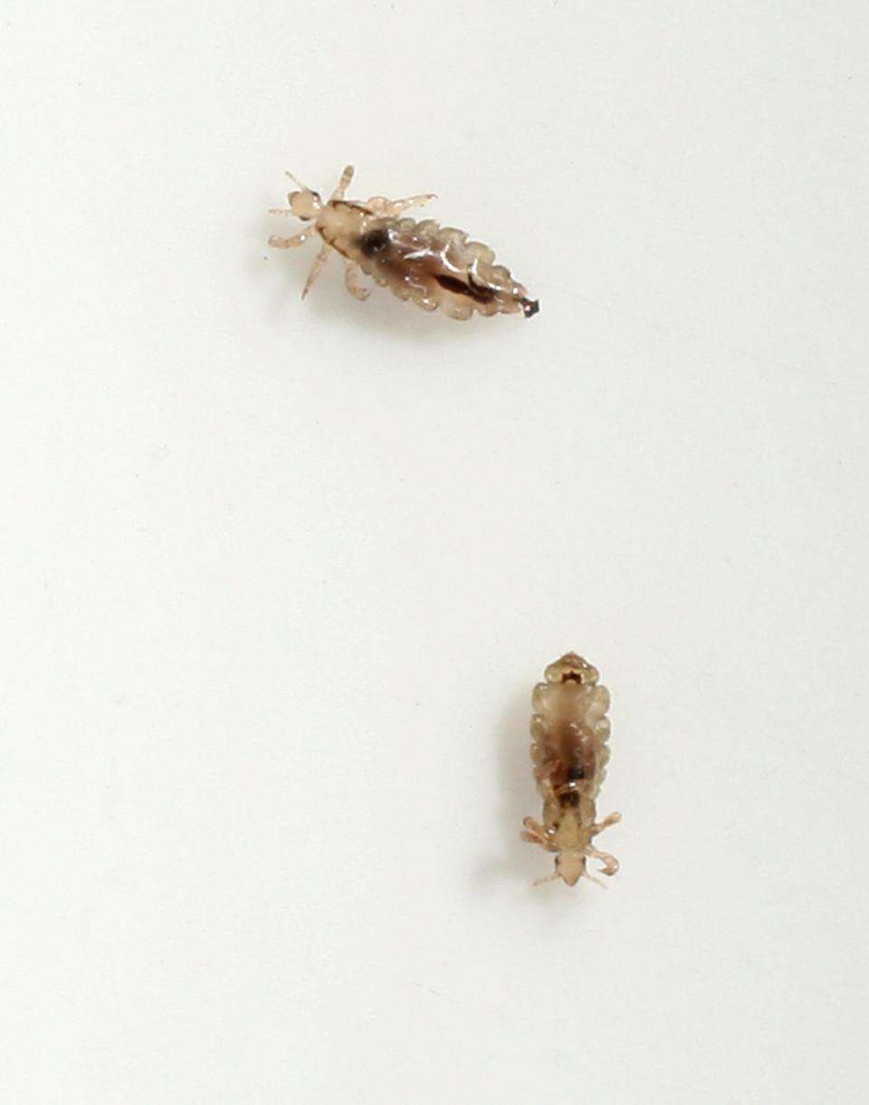 Two head lice (Pediculus humanus capitis) crawl on a piece of paper after having been removed from the hair of a little boy.