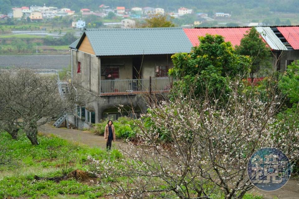 西伯梅園可遠眺北港溪谷及對岸村落。