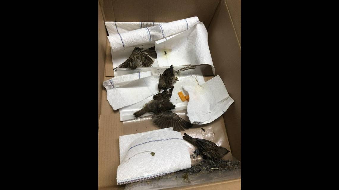 Four birds are seen stuck together in a glue tape trap.