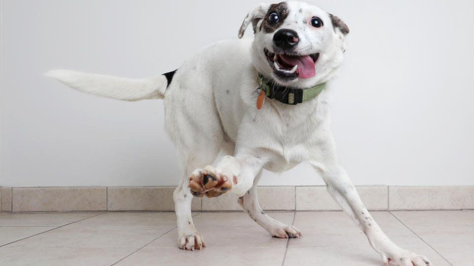 Dog looking very happy