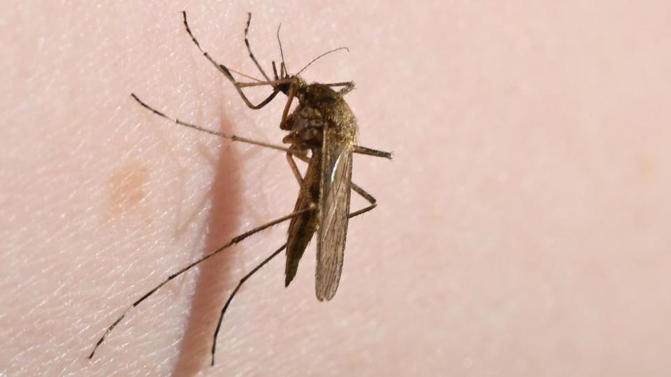 Researchers are on the trail of mosquitoes