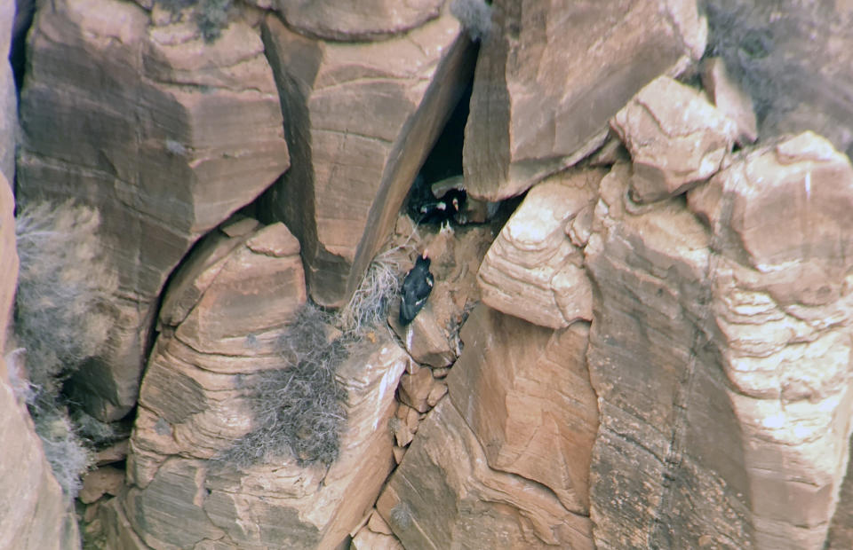 This March 2019 photo taken through a spotting scope and provided by the National Park Service shows a condor nesting site in Zion National Park, Utah. Biologists have confirmed that this female California condor laid an egg that has hatched and there's a new baby condor at Zion National Park in southwest Utah. Park rangers said Thursday, July 11, 2019, they estimate the California condor hatched in May, nestled in a crevice of a sweeping red-rock cliff. (National Park Service via AP)