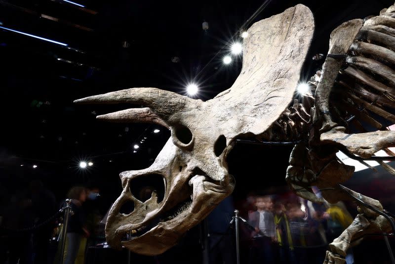 FILE PHOTO: The skeleton of a Triceratops at Paris auction house