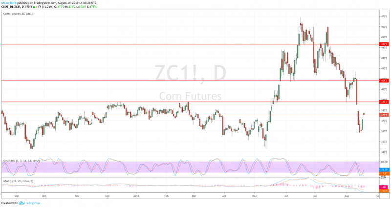 Prices of Corn daily chart August 19