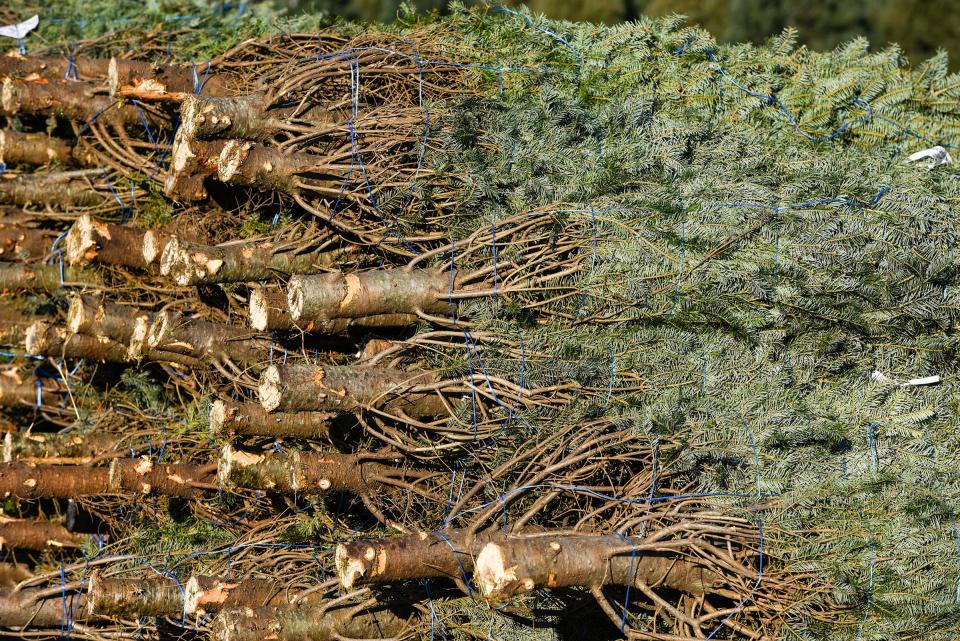 Trees are sorted by size for shipping at Jan's Christmas Trees Tuesday, Nov. 13, near Clear Lake.