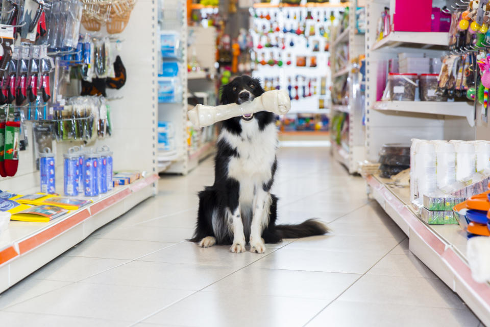 比小7多！ 全台寵物店已破8968家 少子化下年增5%。圖/取自Getty Images