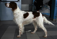 <p>Classified in the UK as a gundog, the Irish red and white setter was bred to hunt gamebirds that hide to avoid predators rather than fly away </p>