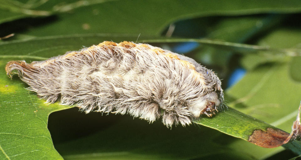 A puss caterpillar, also known as the asp caterpillar, has venomous spines. Source: Getty Images