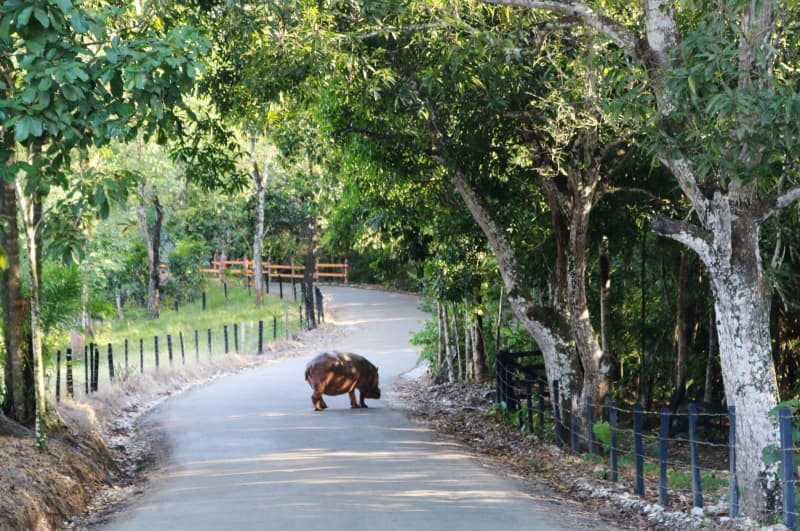 A hippo roaming around the Hacienda Naplés, the former luxury estate of Colombian drug lord Pablo Escobar. Sinikka Tarvainen/dpa