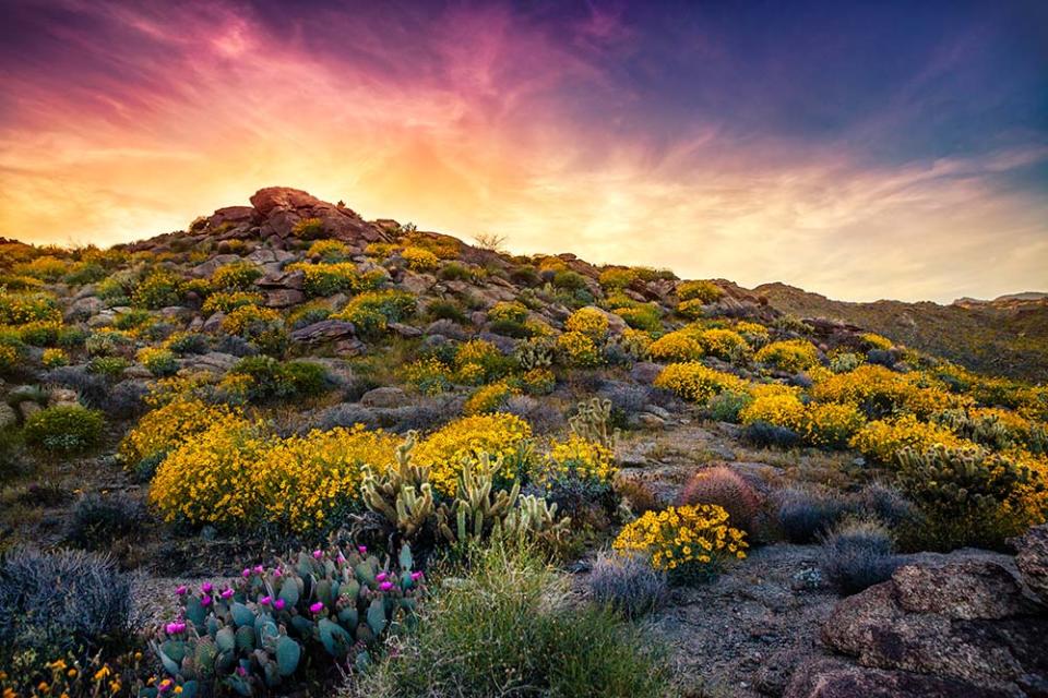 索諾拉沙漠（Image Source : Getty Creative/iStockphoto）