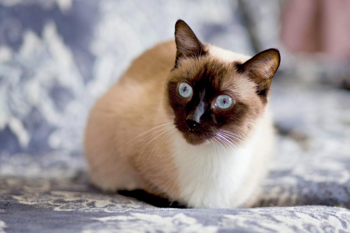 fluffy siamese kittens